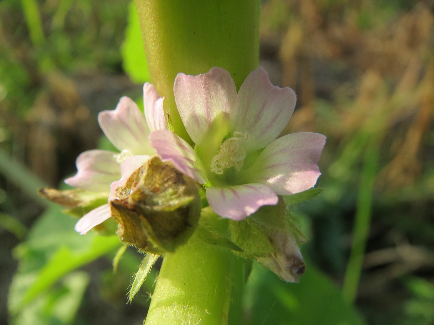 [[[MALVA VERTICILATA]]] Elimina toxinas del hígado, bazo, problemas de estreñimiento y tránsito intestinal lento.