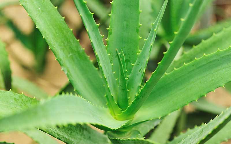 [[[SÁBILA]]] Depurativa, regula la glucosa del organismo, favorece la digestión.