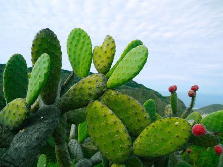[[[NOPAL]]] Rico en fibra, ideal para el colesterol, mejora la digestión.