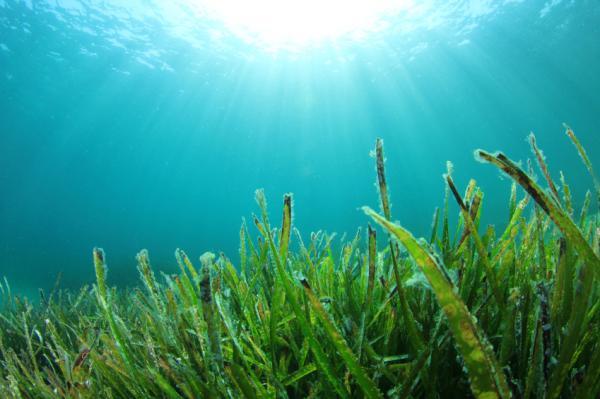 [[[ALGAS MARINAS]]] Útil en casos de anemia, regula las funciones estomacales y elimina toxinas.
