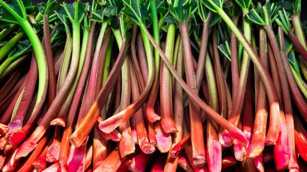 [[[RUIBARBO]]] Rico en fibra y antioxidantes, mejora el tránsito intestinal, reduce el colesterol, controla la presión alta.