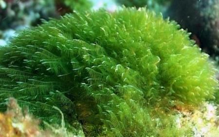 [[[ALGA ESPIRULINA]]] Estimula la tiroides, por sus nutrientes y minerales, ideal para quienes desean perder peso.